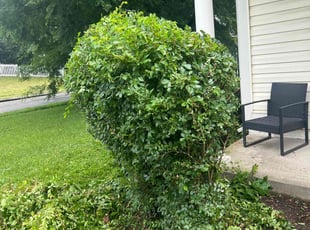 Bush Trimming by Gilbert Osorio for Justin M. in Dumfries, VA