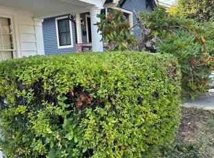 Bush Trimming by Jose Vazquez for Alzena M. in Portland, OR