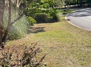 Bush Trimming by Kenneth Alford for Jeffrey V. in Columbia, SC