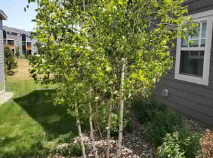 Bush Trimming by Anthony Allison for Denyse G. in Apple Valley, MN