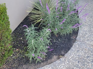 Weeding by Eric Cruz for Matthew M. in San Jose, CA