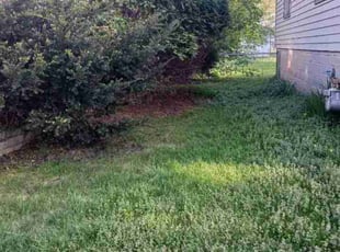 Bush Trimming by Mia St John for Dave M. in North Saint Paul, MN