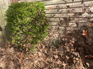 Bush Trimming by Curtis Stewart for James K. in Maumelle, AR