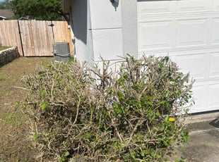 Bush Trimming by Patrick Paul for Brandon G. in Minneola, FL