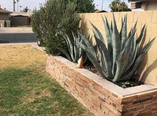 Bush Trimming by Ronald Coleman for Matthew G. in Glendale, AZ