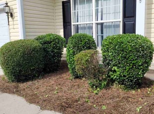Bush Trimming by Roberto Carrasco for Louise N. in Indian Land, SC