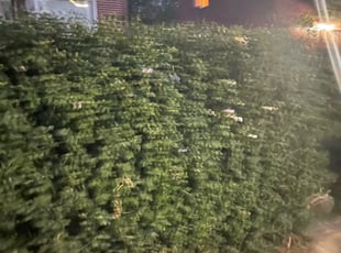Bush Trimming by Cornell Hines for Jaleel B. in Hyattsville, MD