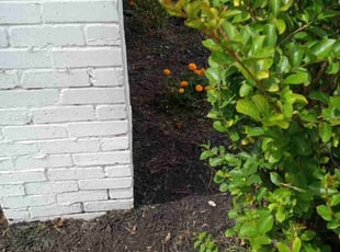 Weeding by Carlos Dukes for Ryan R. in Fort Worth, TX