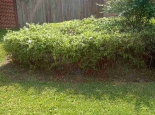 Bush Trimming by Terry Felo for Mike J. in New Orleans, LA