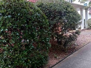 Bush Trimming by Enrique Juarez for Todd C. in Canton, GA