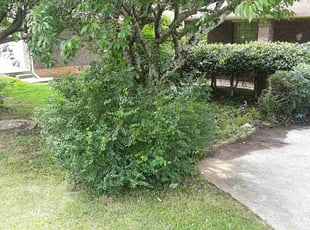 Bush Trimming by Jerry Gross for John P. in Lawrenceville, GA