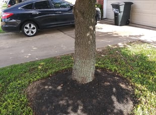 Weeding by Loyd Ellis for Nosa O. in Katy, TX