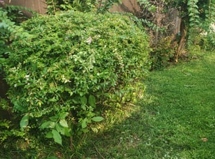 Bush Trimming by Greg Watson for Gena t. in Irving, TX