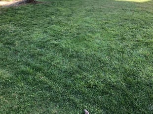 Hemlata A.'s Lawn Mowing service result