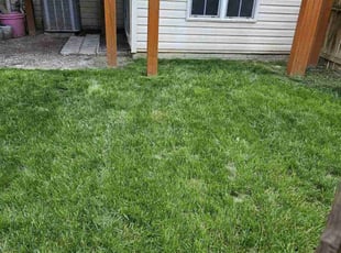 Tiera C.'s Lawn Mowing Service service result