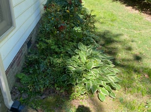 Bush Trimming by Natia Spivey for David S. in Matthews, NC