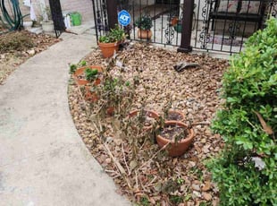 Bush Trimming by Ray Ramon for Scott C. in San Antonio, TX