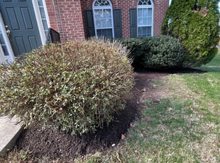 Mulching by Fidel Rodriguez for Brian D. in Alexandria, VA