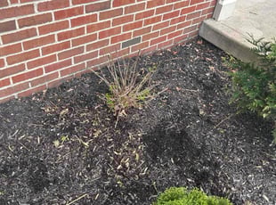 Bush Trimming by Juventino Reyes for Tamala P. in Lewis Center, OH