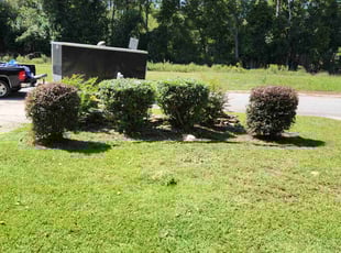 Bush Trimming by Rodney Rhone for Maurice M. in Columbia, SC
