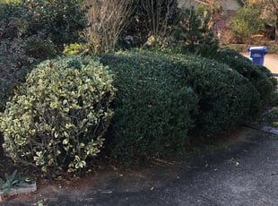 Bush Trimming by Allan Roberts for Roberto C. in Falls Church, VA