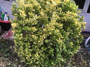 Bush Trimming by Anil Singh for John M. in Fairfax, VA