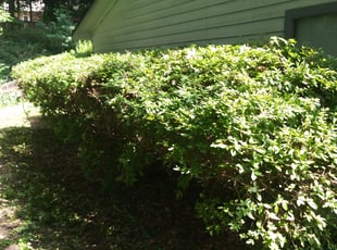 Bush Trimming by Shedrick Corbin for Alexander D. in Norcross, GA