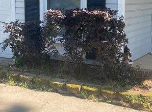 Bush Trimming by Derrick Crudup for Marshall S. in Raleigh, NC