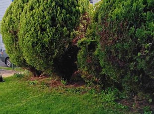 Bush Trimming by Joel Rosa for Katherine A. in Rochester, NY