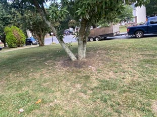 Leaf Removal by Theodore Thomas for Chafa K. in Richmond, VA