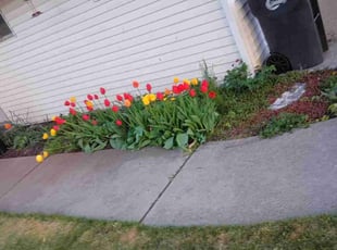 Weeding by Brian Severin for Shiela W. in Cheney, WA