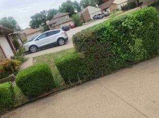 Ola O.'s Bush Trimming service result