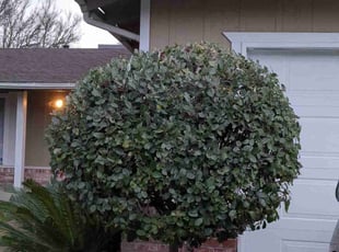 Bush Trimming by Philip Phan for Sherry H. in Stockton, CA