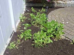 Mulching by Dawud Stewart for Gloria T. in The Bronx, NY
