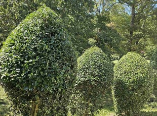 Bush Trimming by Mayra Seliceo for Alm H. in Durham, NC