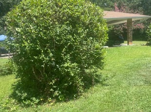 Bush Trimming by Latonya Talley for Shameka H. in East Point, GA