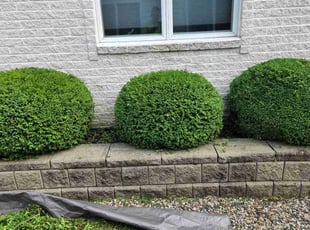 Bush Trimming by Korey Hart for Alton L. in Harrison Township, MI