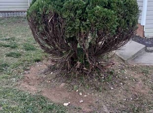 Bush Trimming by Virgil Greene for Alexis W. in Lithonia, GA