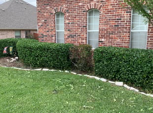 Bush Trimming by Joshua Hensley for Russell C. in Keller, TX