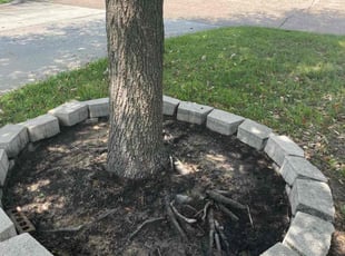 Weeding by Domingo Rosas for Terrance C. in Houston, TX