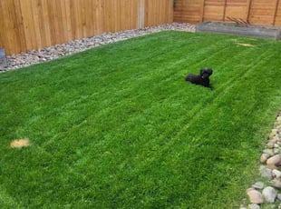 Michele B.'s Lawn Service service result