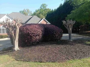 Bush Trimming by Lionel Lee for Brandt C. in Rex, GA