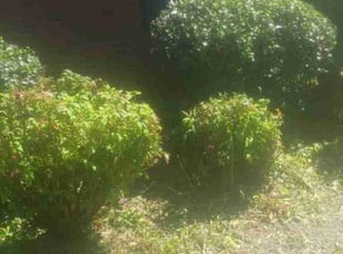 Bush Trimming by Virgil GREENE for Bobbie w. in Rex, GA