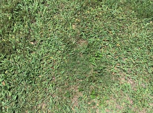 Weeding by Andrew Garza for Leshandra S. in San Antonio, TX