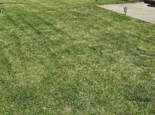 Angela S.'s Lawn Service service result