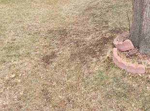 Mulching by Rubie Chavez for Gil R. in Aurora, CO