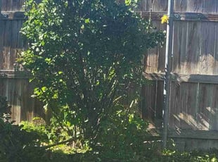 Kira H.'s Bush Trimming service result