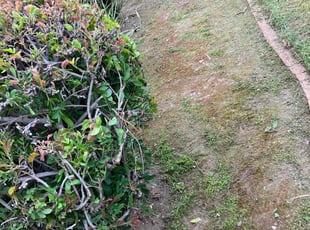 Weeding by Ruben Jimenez Jr for Becky A. in Midway City, CA