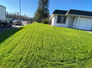 Jeaninne I.'s Lawn Care service result