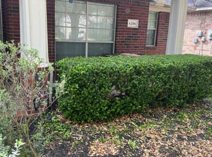 Bush Trimming by Paul Jones for Candice S. in Katy, TX